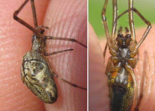 Réf. 286 350 : Tetragnatha nigrita